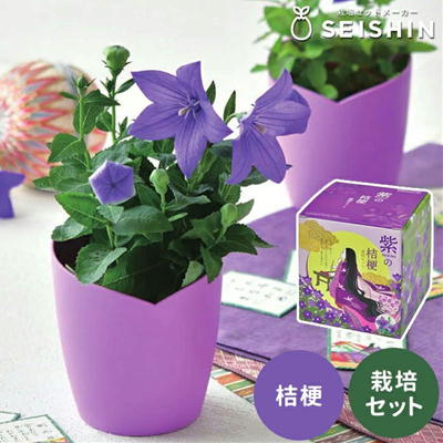 紫SHIKIBUの桔梗栽培セット